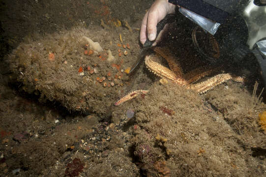 Image of Axinella parva Picton & Goodwin 2007