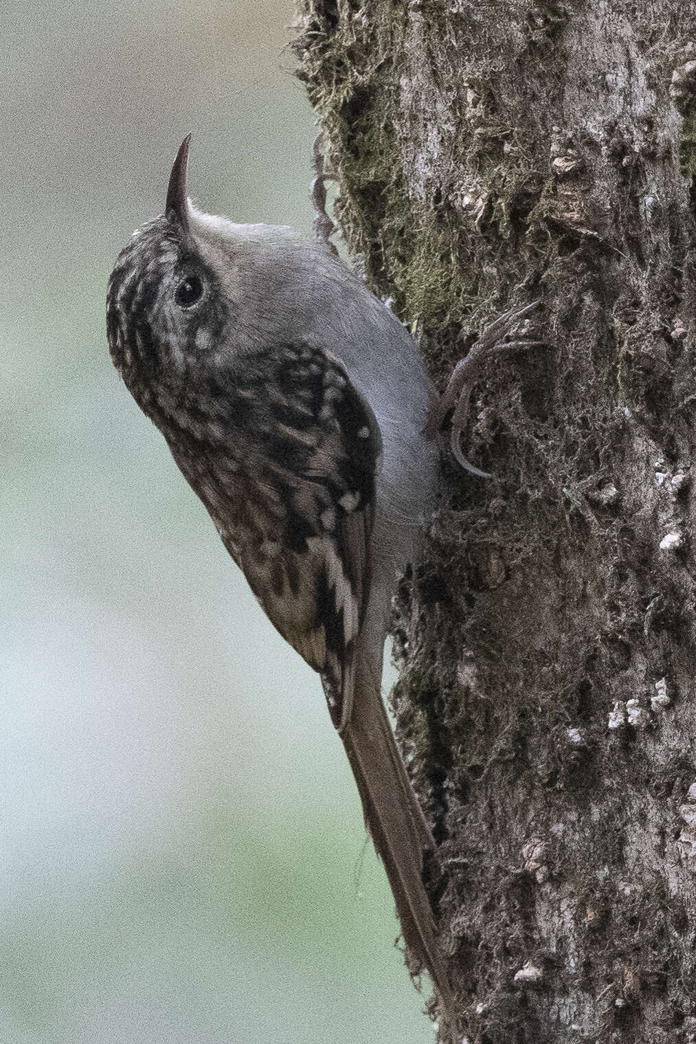 Image of Brown-throated Treecreeper