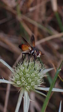 Image of Cylindromyia rufifrons (Loew 1844)