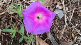 Image de Ipomoea emetica Choisy