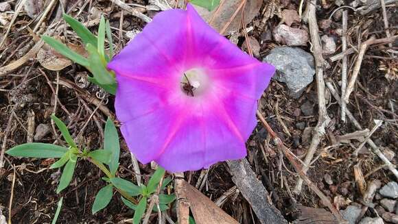 Imagem de Ipomoea emetica Choisy