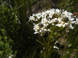 Image of Pseudoselago outeniquensis O. M. Hilliard