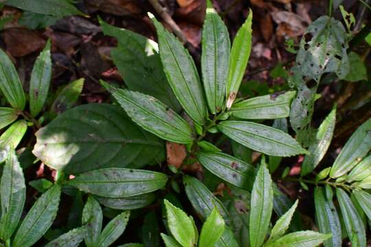 Imagem de Pilea daguensis Killip