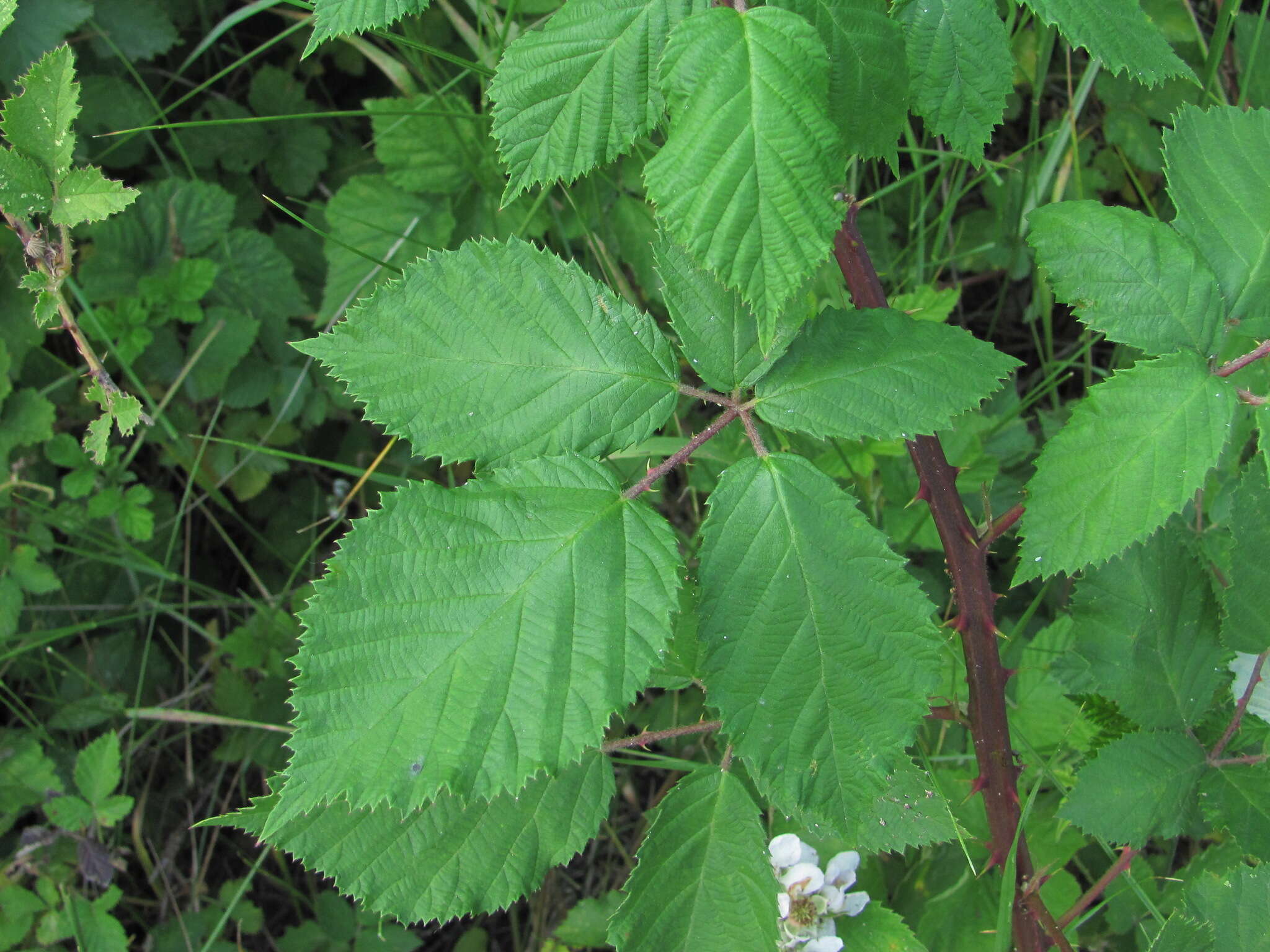 Image of Rubus silesiacus Weihe