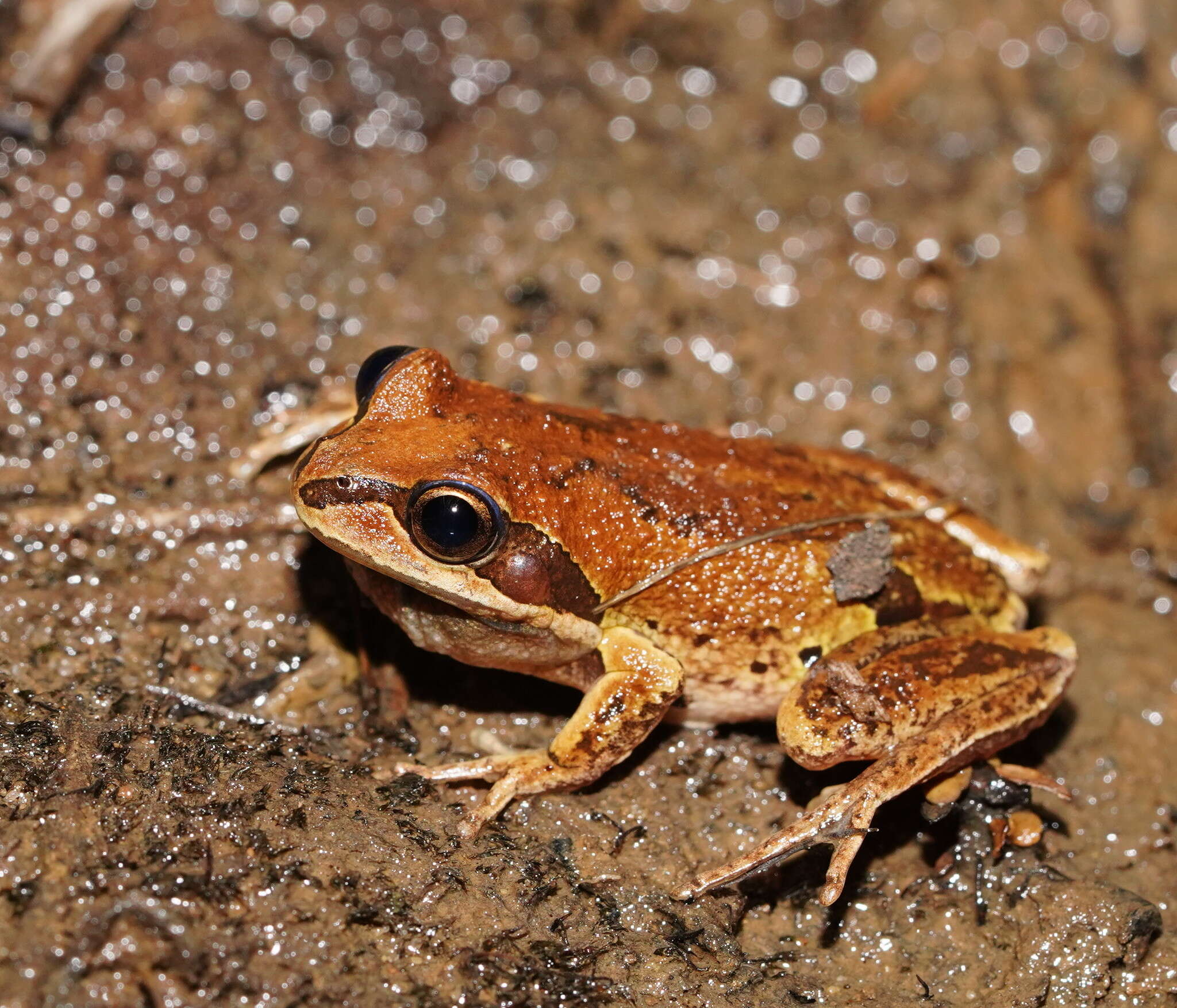 Litoria verreauxii (Duméril 1853)的圖片