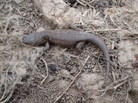 Image of Island Night Lizard