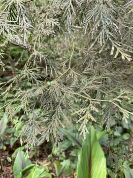 Image of Taiwan Incense-Cedar