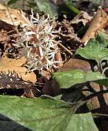 Image of Allegheny-spurge