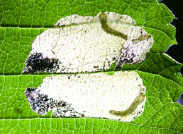 Image of Elm leafminer