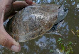 Image of Amazon River Turtle