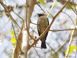 Image of Black-headed Tanager