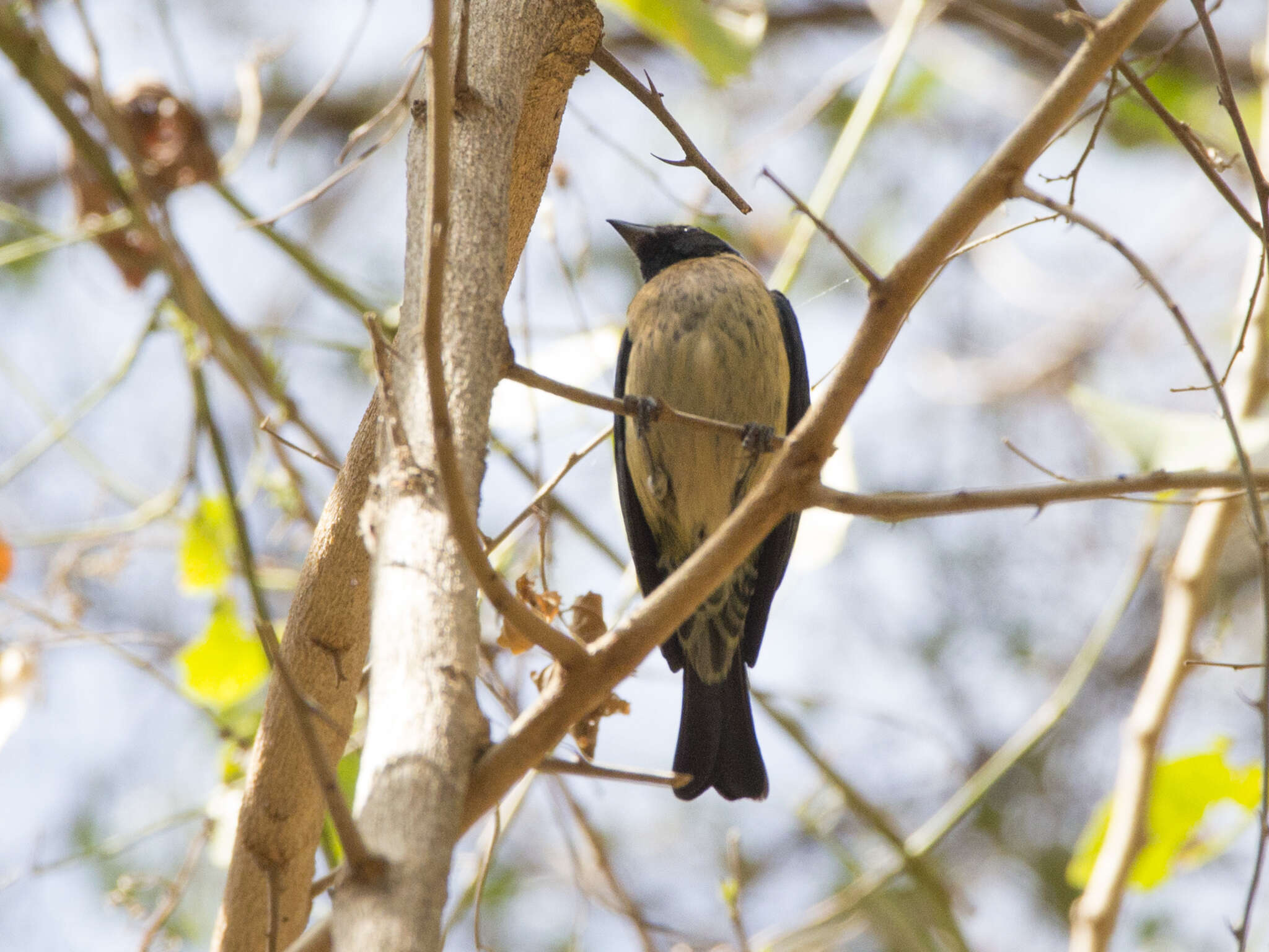 Image of Black-headed Tanager