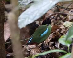 Image of Pitta sordida cucullata Hartlaub 1843