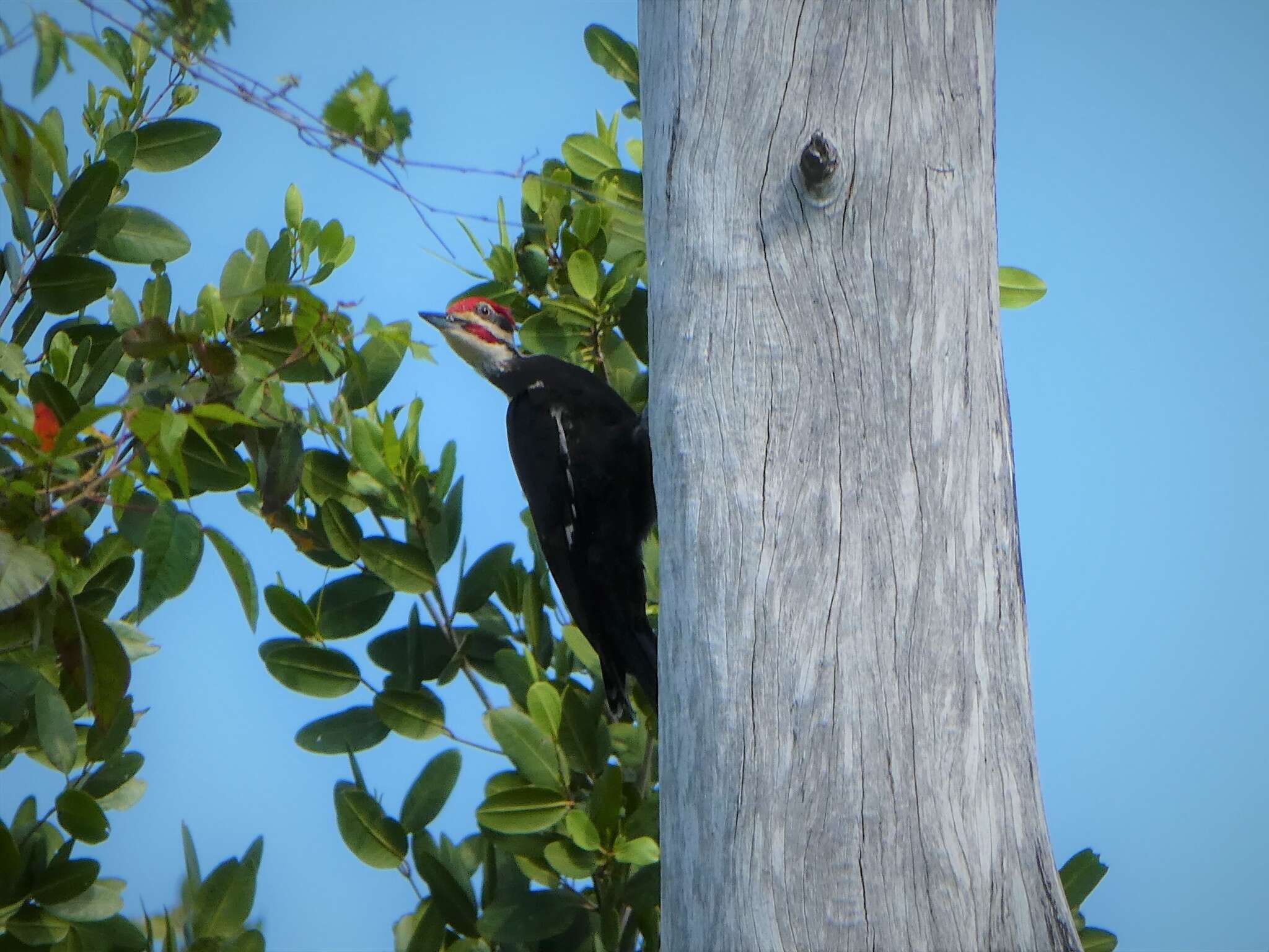 Imagem de Dryocopus pileatus pileatus (Linnaeus 1758)