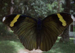 Image of <i>Euphaedra harpalyce spatiosa</i>