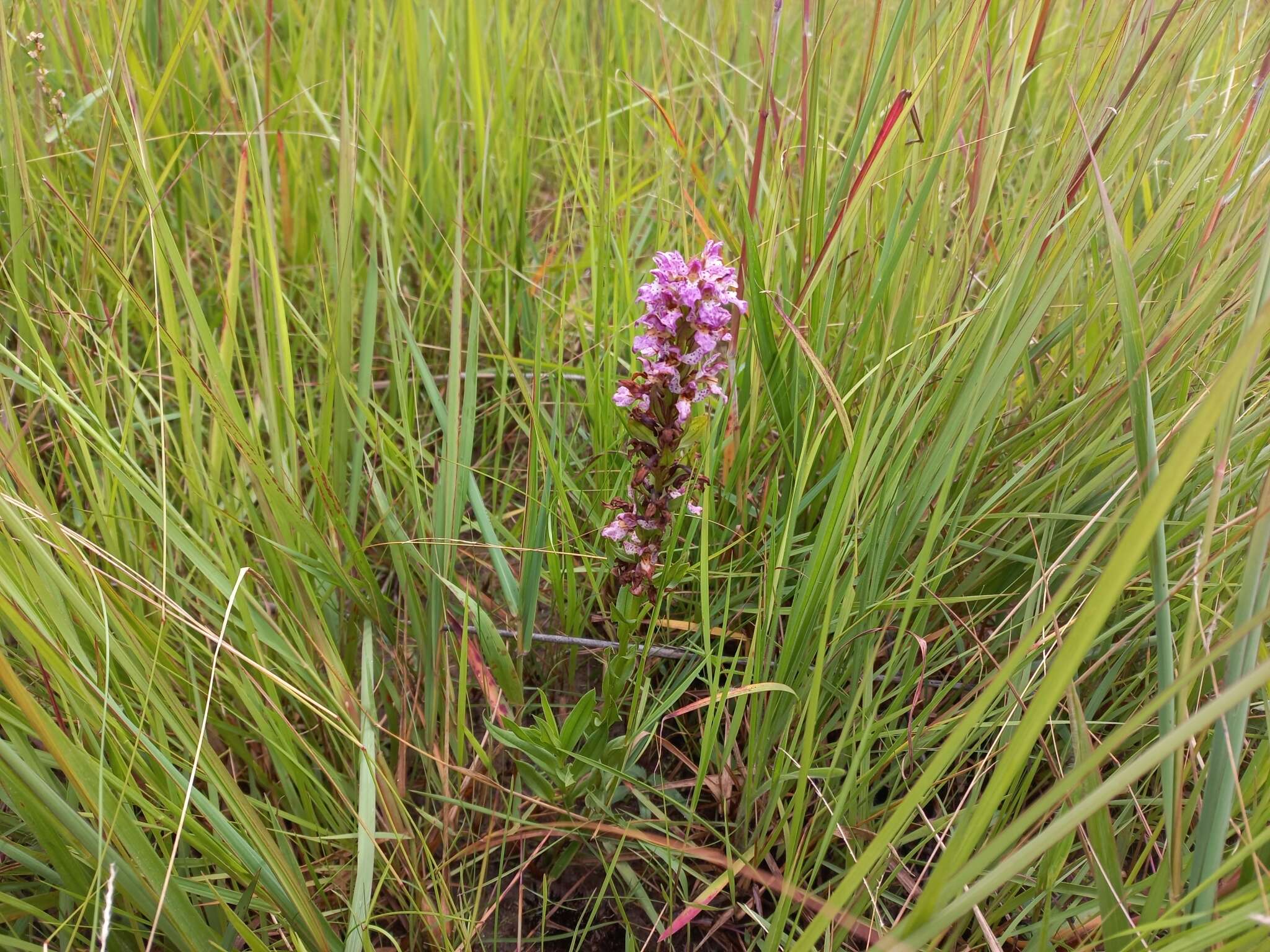 Image de Brachycorythis tenuior Rchb. fil.