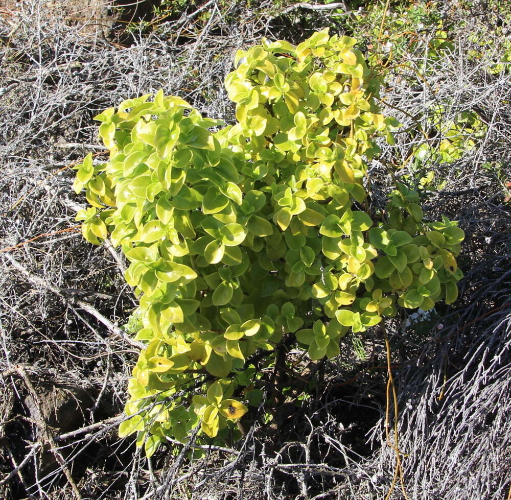 صورة Geniostoma ligustrifolium var. ligustrifolium