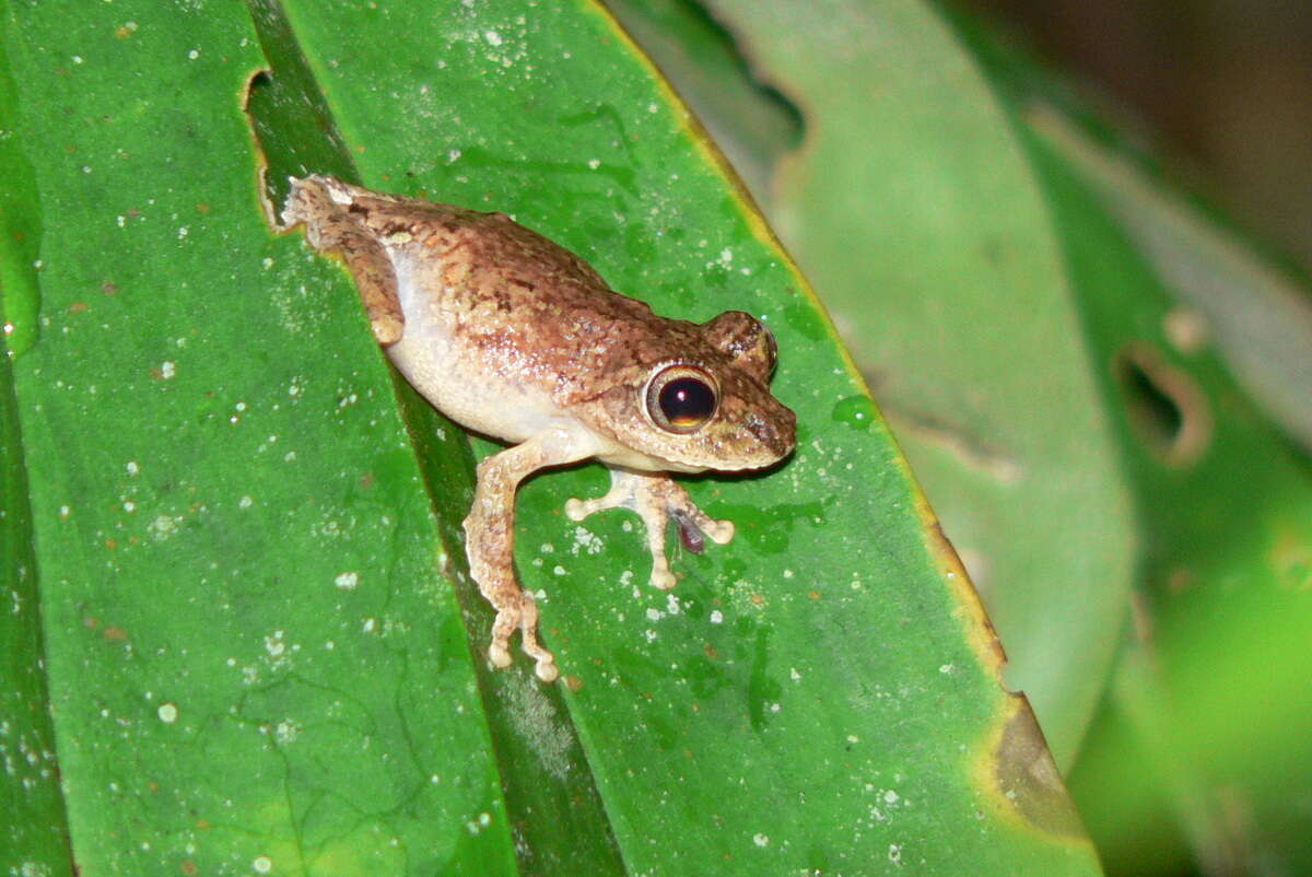 Image of Kurixalus chaseni (Smith 1924)