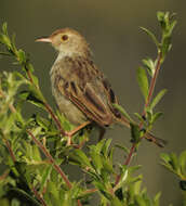 Cisticola chiniana (Smith & A 1843) resmi