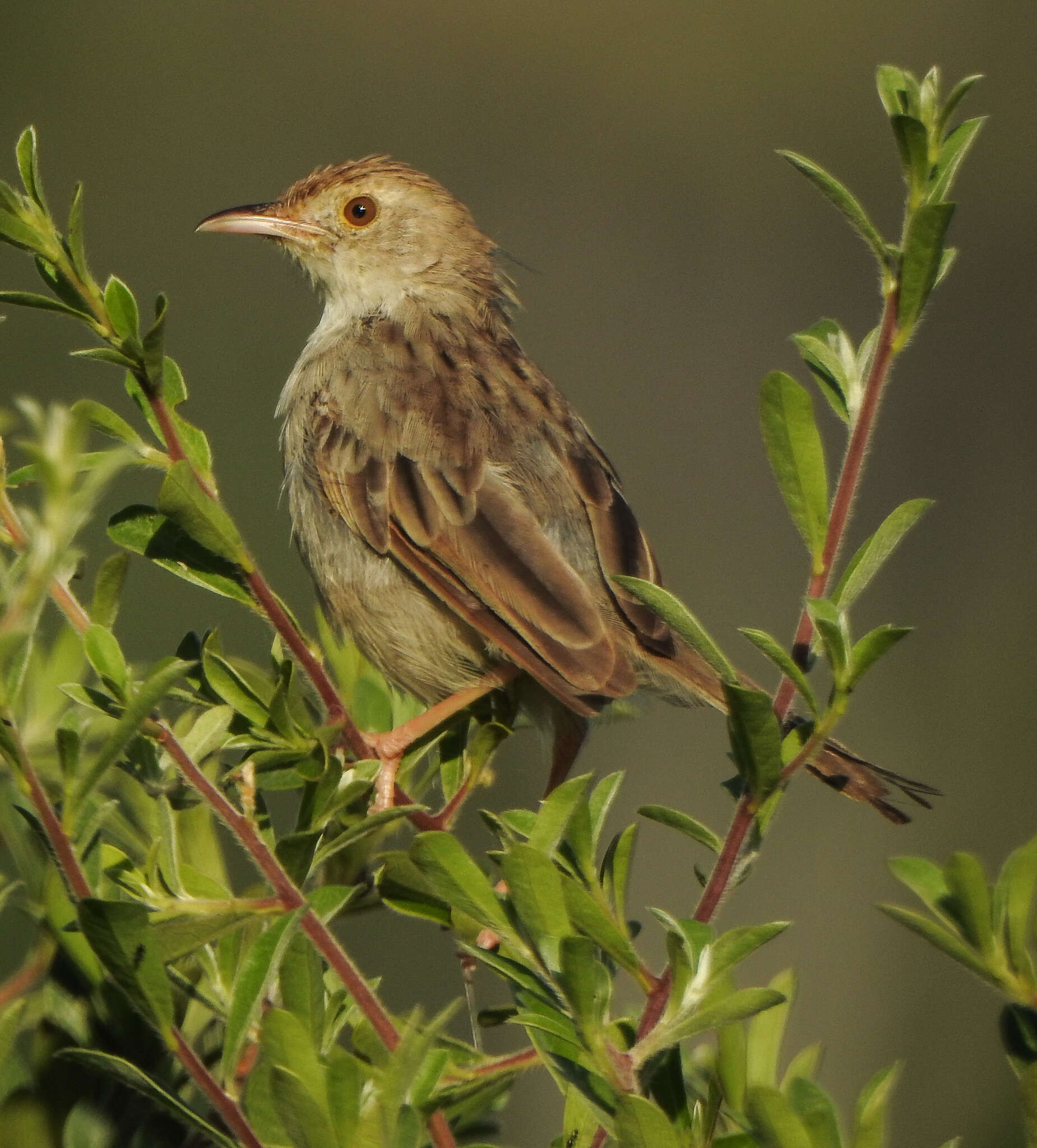 Cisticola chiniana (Smith & A 1843) resmi