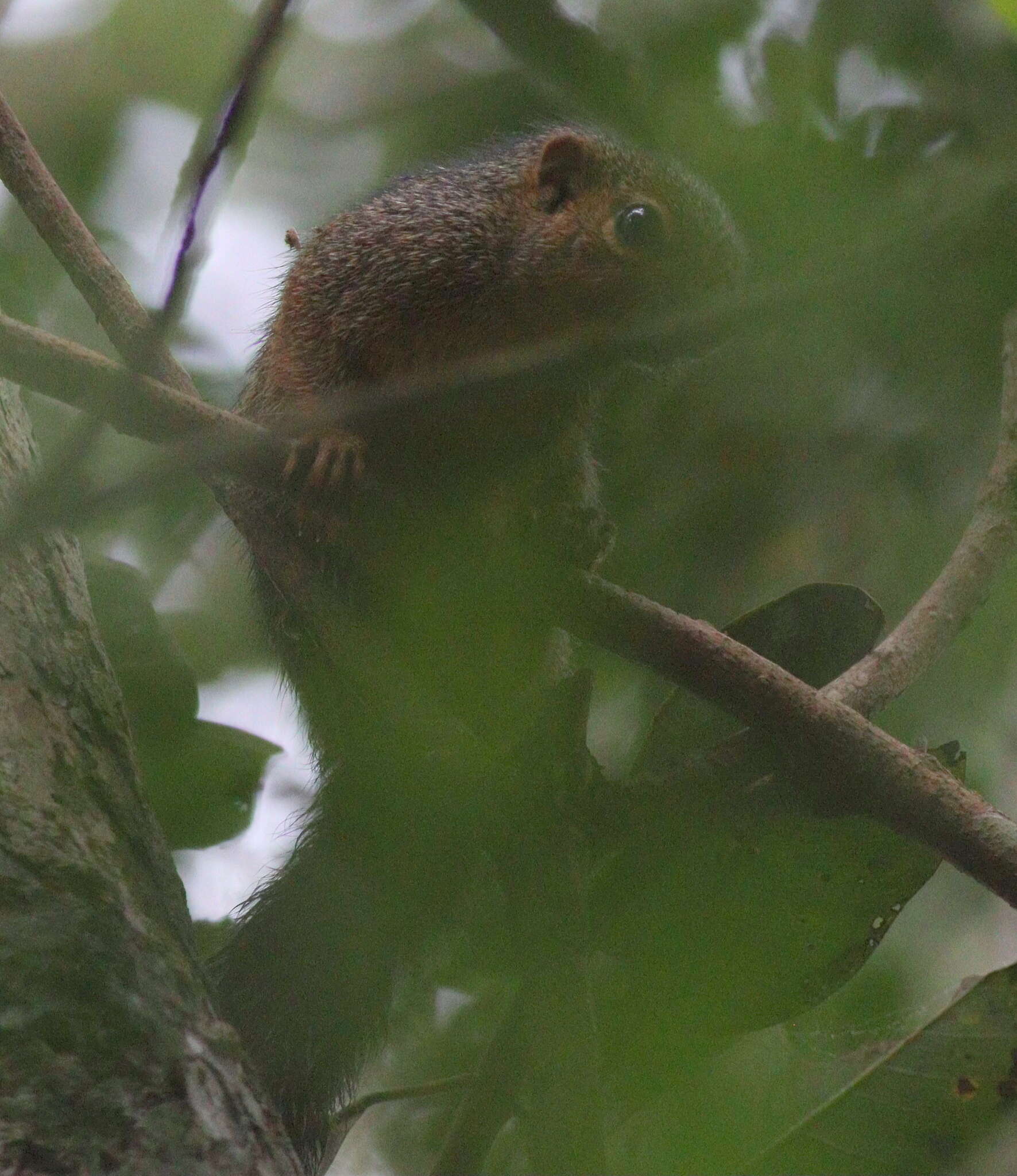 Image of Zanj Sun Squirrel