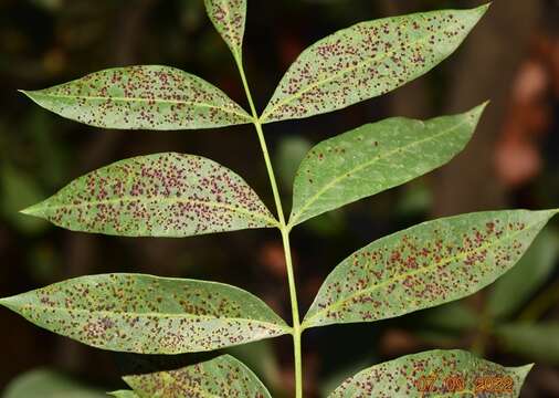 Image of Pileolaria terebinthi (DC.) Castagne 1842