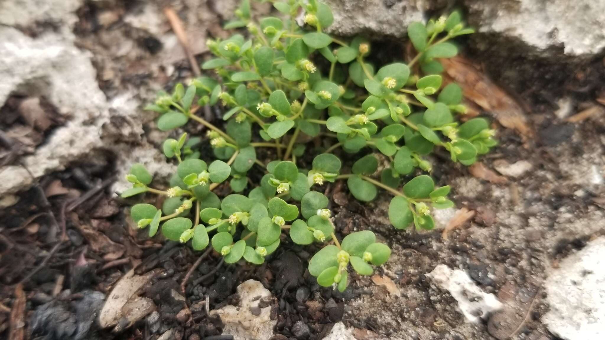 Image of Euphorbia deltoidea subsp. deltoidea