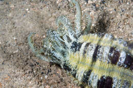 Image of Lion's Paw Sea Cucumber