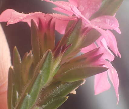 Image of Acmadenia latifolia I. Williams