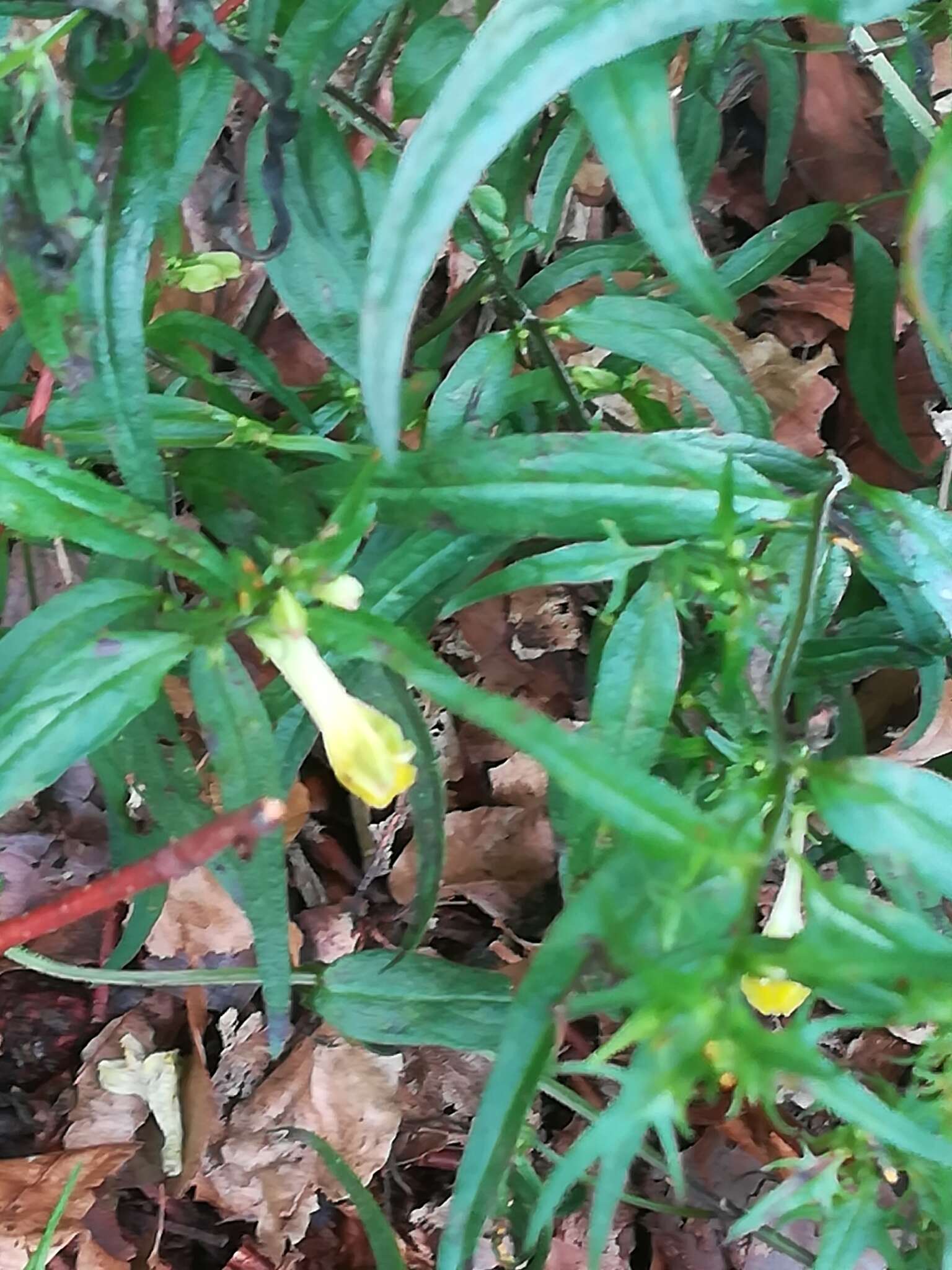 Image of Melampyrum pratense subsp. commutatum (Tausch ex A. Kern.) C. E. Britton