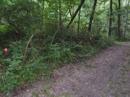 Image of Blue Ridge carrionflower