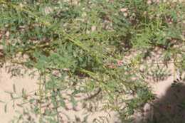 Image of <i>Mimosa rupertiana</i>