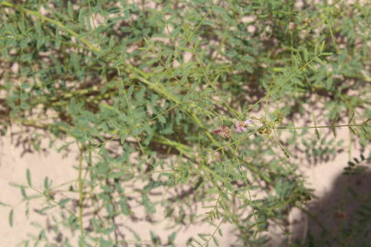 Слика од <i>Mimosa rupertiana</i>