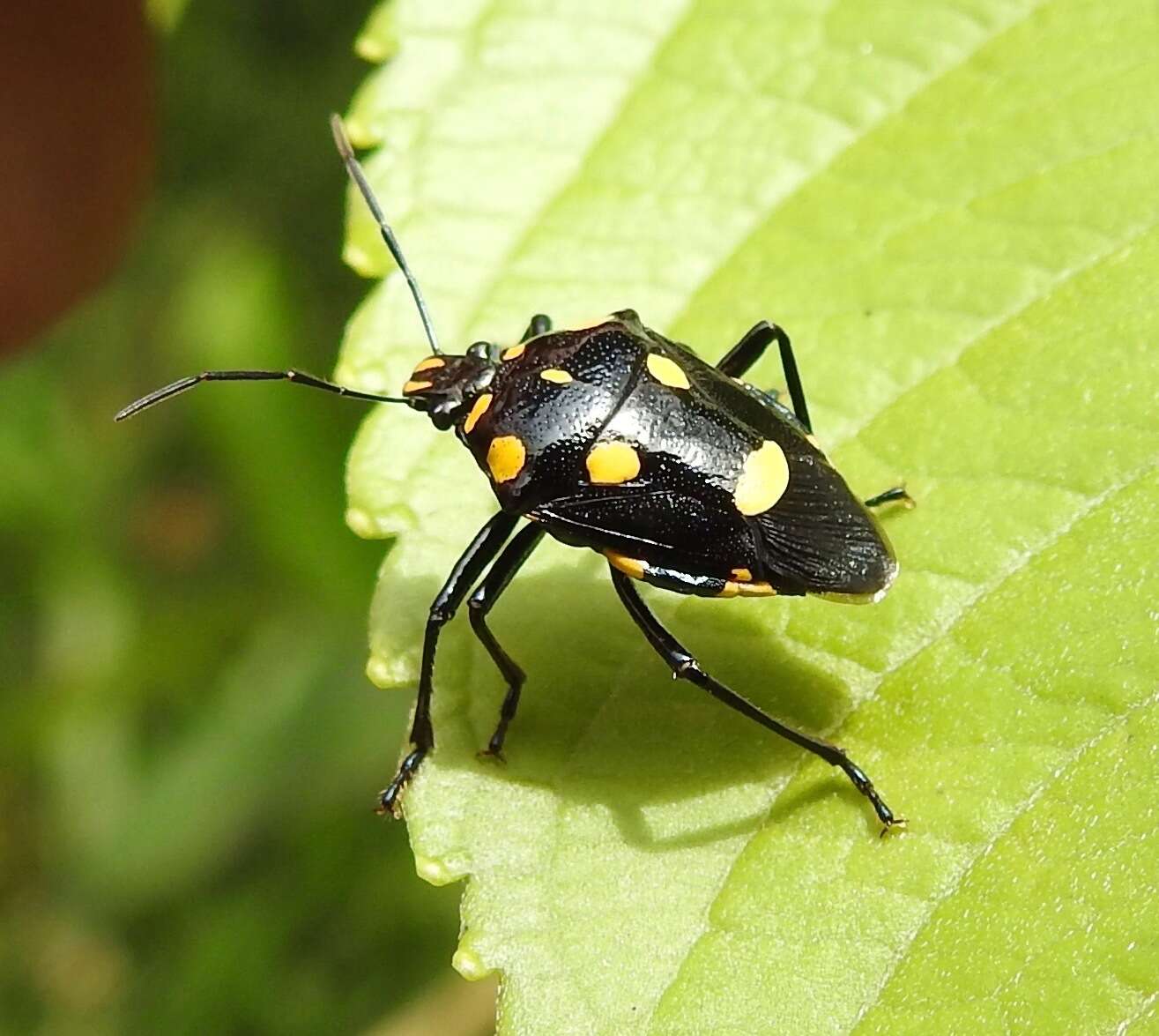 Image de Oplomus (Oplomus) salamandra (Burmeister 1835)