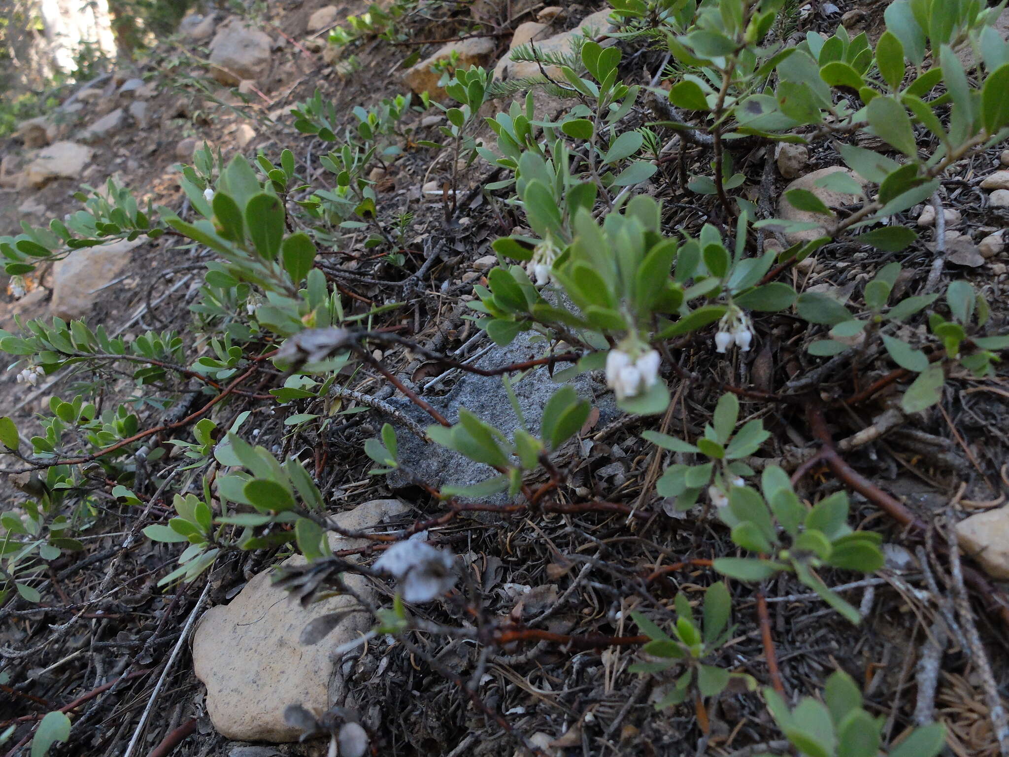 Imagem de Arctostaphylos nevadensis A. Gray