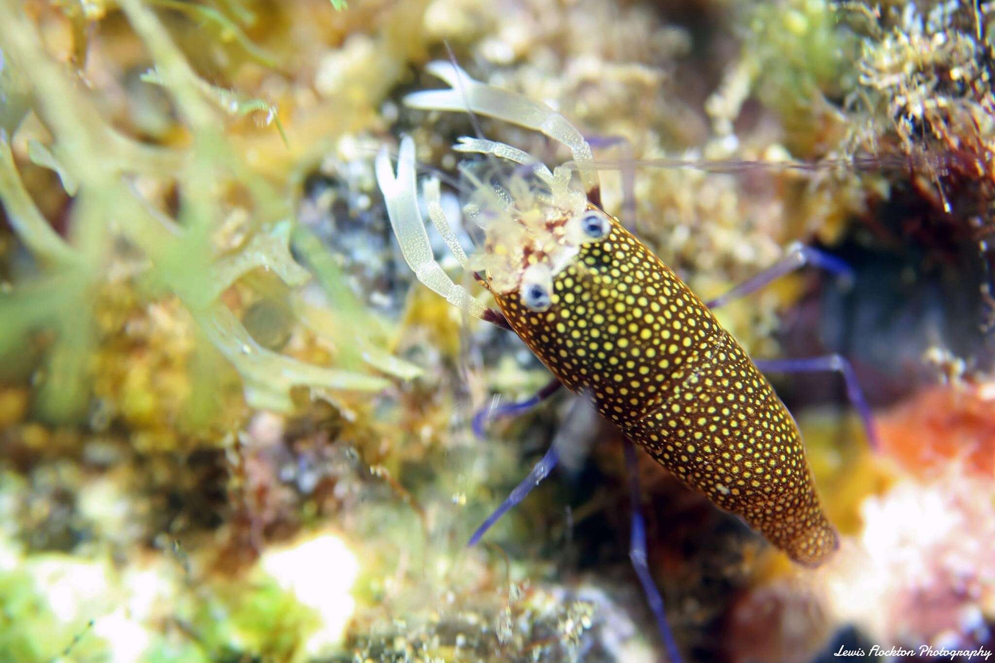 Image of golden-spotted shrimp