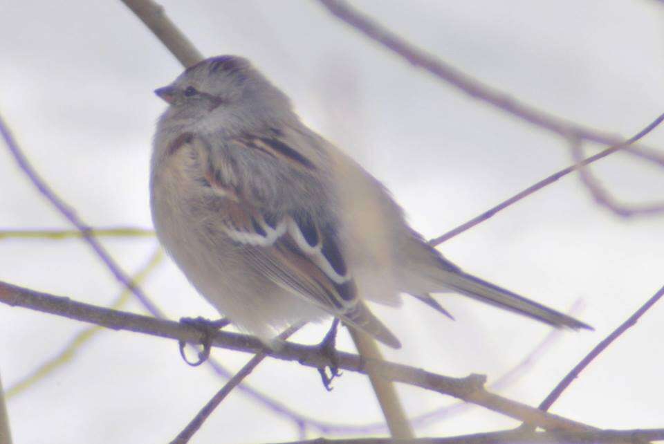 صورة Spizelloides arborea ochracea (Brewster 1882)