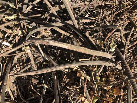 Image of Sansevieria hallii Chahin.