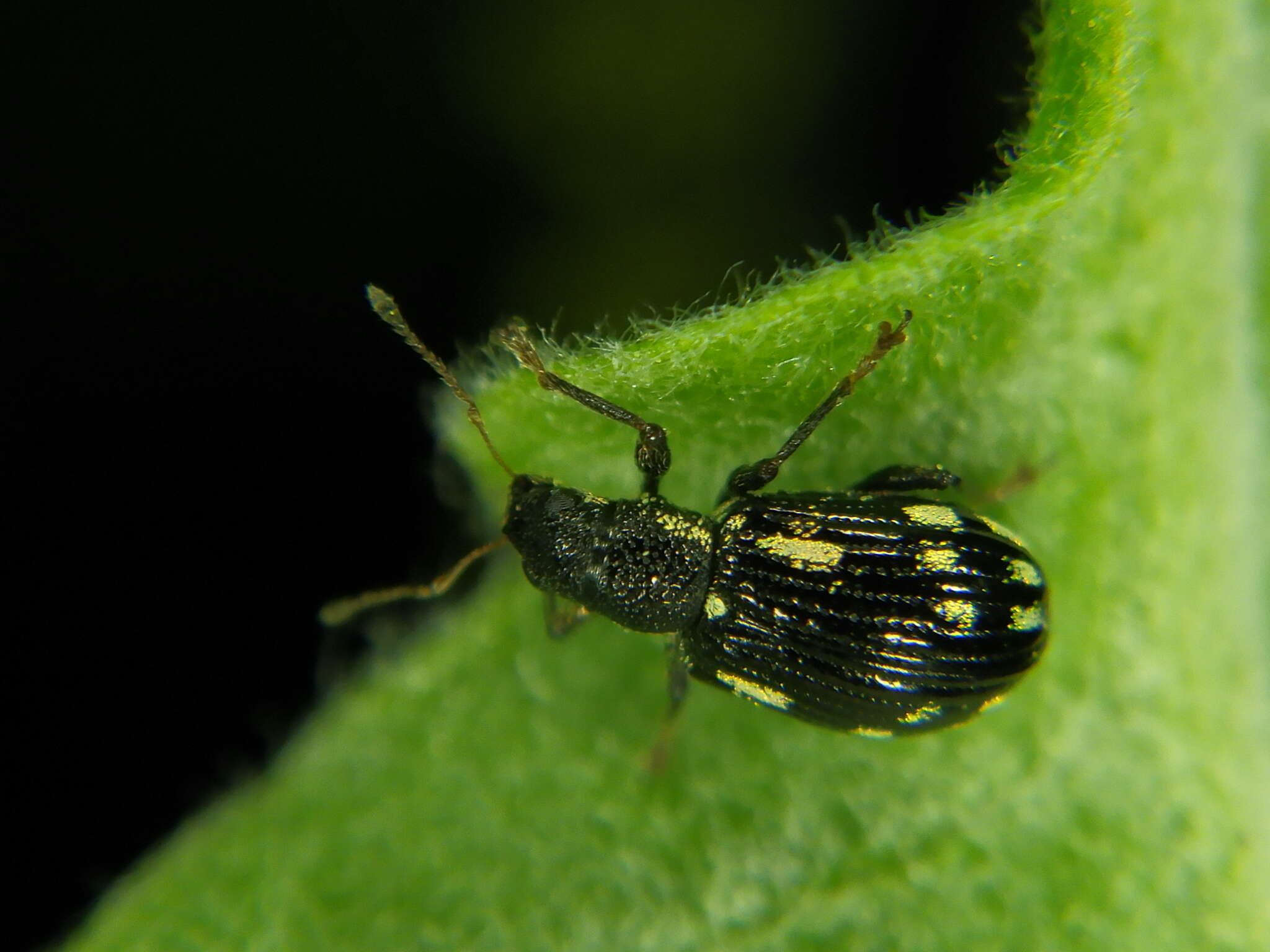 Image of Polydrusus (Polydrusus) picus (Fabricius 1792)