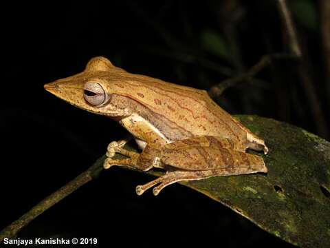 Image of Sharp-snout saddled tree frog