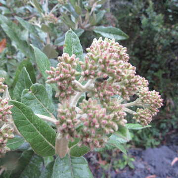 Image of Ageratina asclepiadea (L. fil.) R. King & H. Rob.