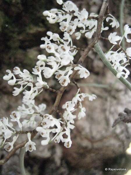 Image of Microcoelia aphylla (Thouars) Summerh.