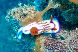 Image of Hypselodoris maridadilus Rudman 1977