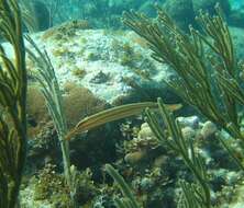 Image of Longspine Squirrelfish