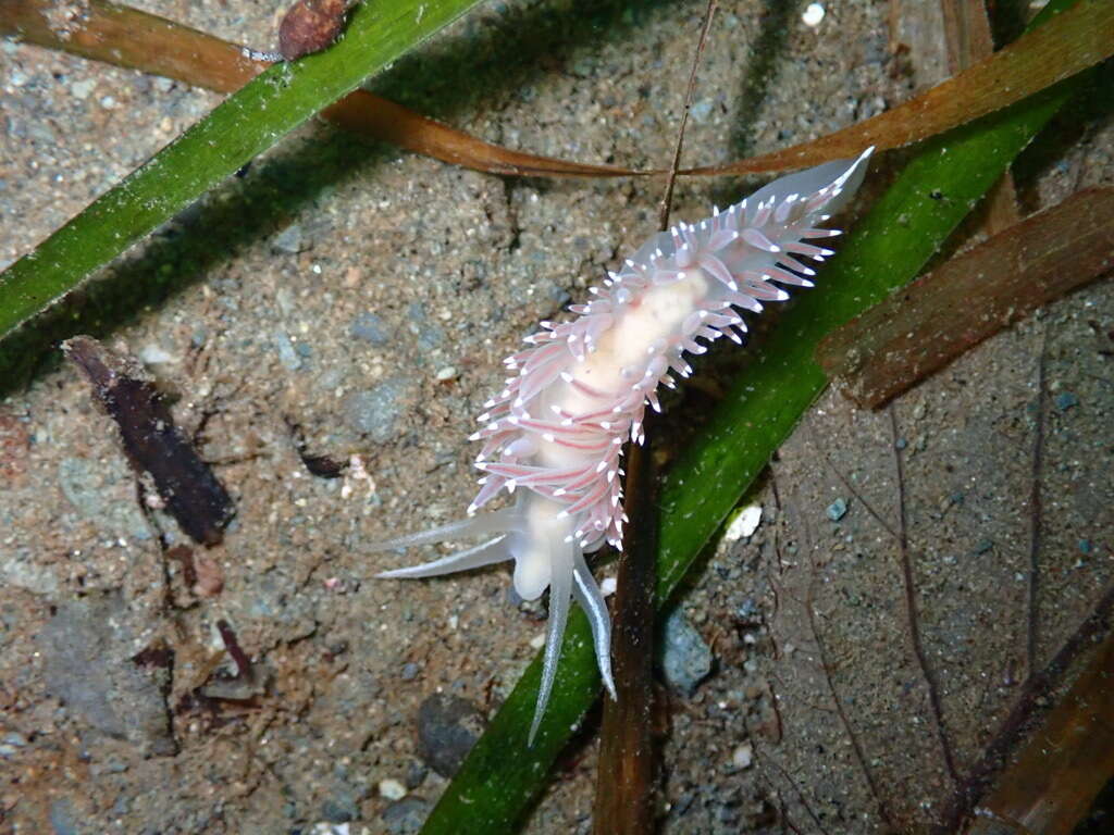 Coryphella trophina (Bergh 1890) resmi