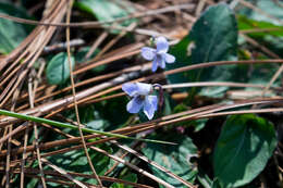 Image of Ponderosa violet