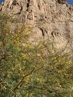 Image de Vachellia farnesiana var. farnesiana