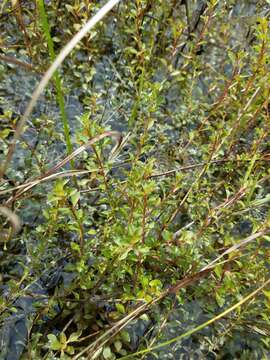 Image de Ludwigia microcarpa Michx.