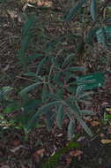 Image of Zeyheria montana Mart.