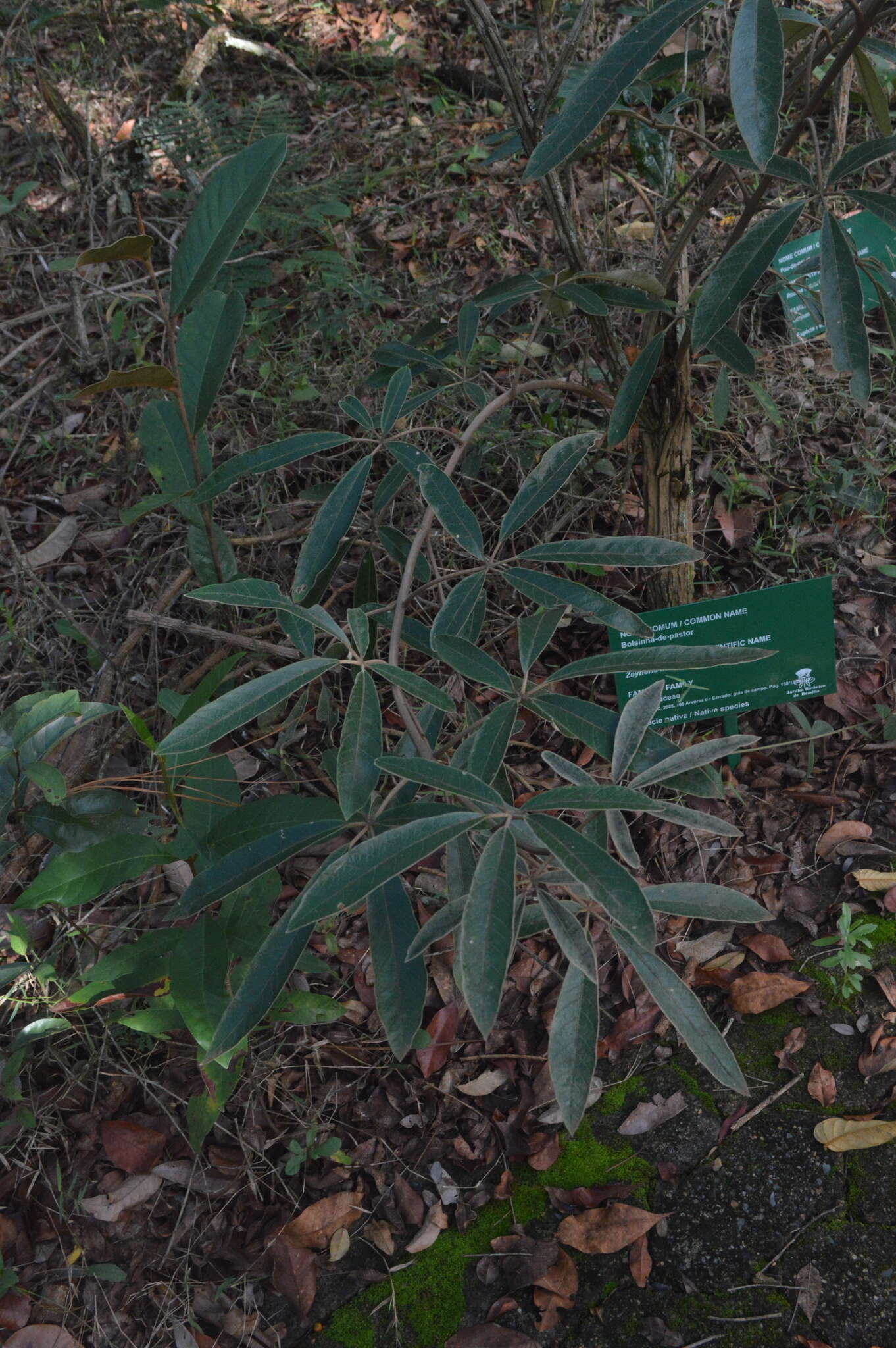 Image of Zeyheria montana Mart.